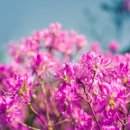 Close up of pink rhododendron flowers with blurred backgroundの写真素材