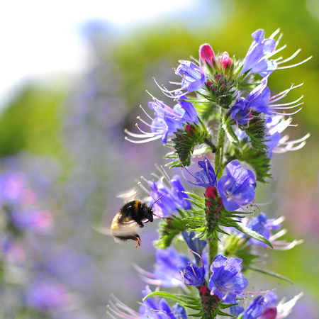 Bumblebee pollinating purple Viper's Bugloss. Medicinal herb. Echium vulgare.の写真素材