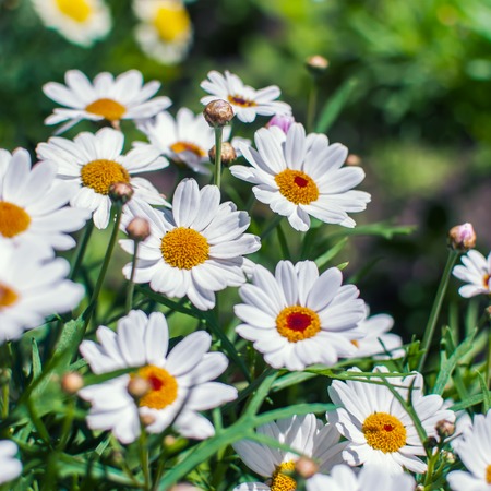 White chamomile flowers growing on summer meadow.の写真素材