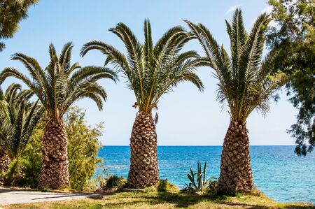 Mediterranean Sea palm trees on the seaside, Crete, Greece.の写真素材