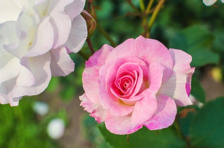 Beautiful pink rose flowers in Peterhof Palace garden. St Petersburg, Russia.の写真素材