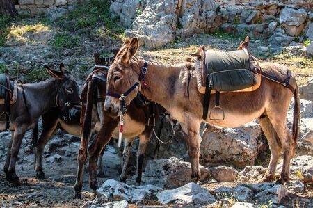Typical greek donkeys with saddle in the mountainsの写真素材