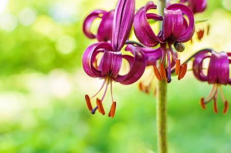 Close up photo of Lilium martagon or Turks cap lily.の写真素材