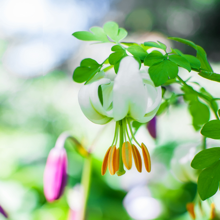 Close up photo of Lilium martagon or Turks cap lily. Macro photo with very shallow depth of field.の写真素材