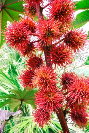 Castor oil plant Ricinus. Medical plant Ricinus arborescens communis