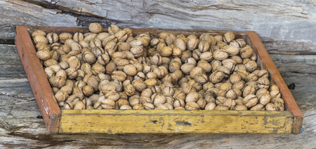 Walnuts are driedの写真素材