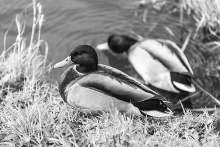 Ducks on a Riverの写真素材