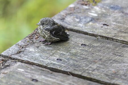 little birdの写真素材
