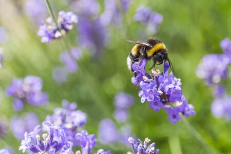 a bumble bee drinking nectar