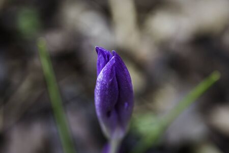 crocus - the first bloom in spring