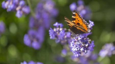 butterfly on lavender blossomの写真素材