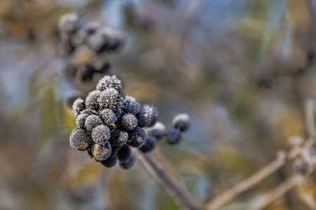 frosty berries