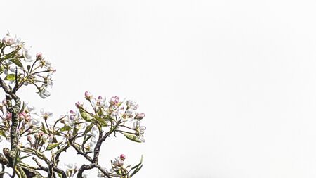 tree blossom illustrationの写真素材