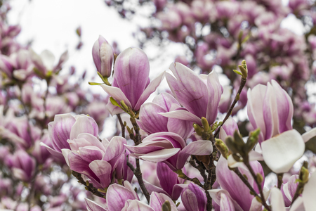 magnolia blossom - Detail Shotの写真素材