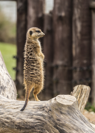 an meerkat observes the environmentの写真素材