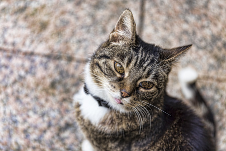 cat portrait blurred background
