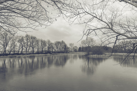 trees are reflected in the frozen lake