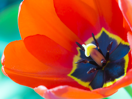 red tulip blossom macro shotの写真素材