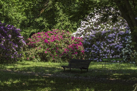 beautiful blossom of rhododendron flowers, nice landscapeの写真素材