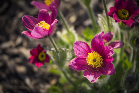 Pasque flower ,Pulsatilla vulgaris, springtime in the natureの写真素材