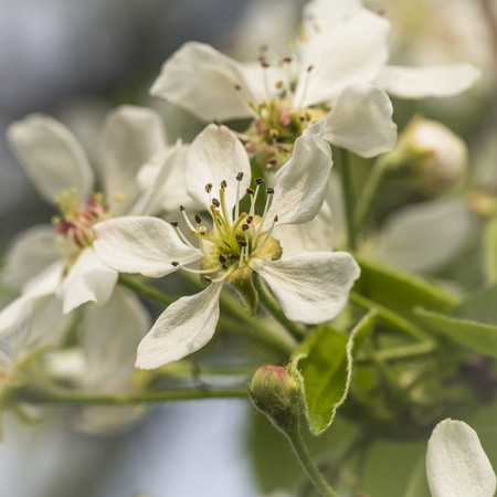 pear tree with white blossom in the springの写真素材
