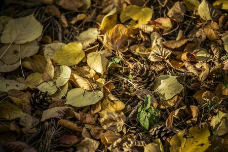 many colorful colors in autumn