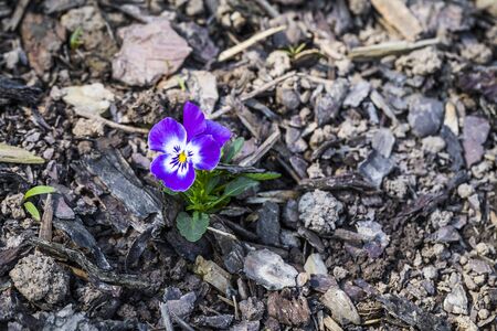 a blue Primula Blossom, first flowers in the springtimeの写真素材