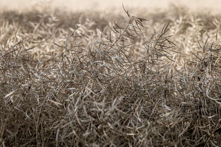 ripe rapeseed shortly before harvest
