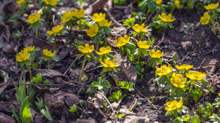 winter aconite blossom, food for the beesの写真素材