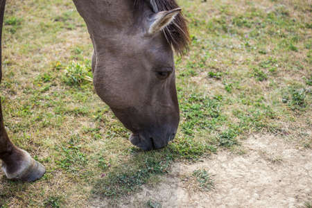 koniks wild horses in the "dead valleys" in the nature park "Saale-Unstrut-Triasland"の写真素材