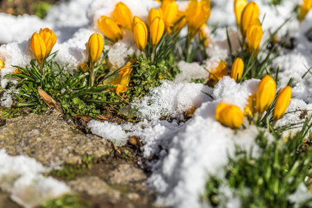 spring is coming, the first flowersの写真素材