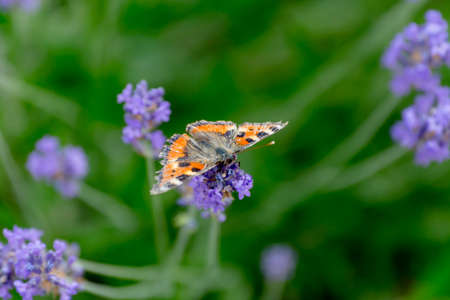 small tortoiseshell (Aglais urticae) in the garden