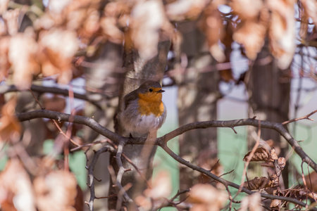 A robin sits on a branch in the garden in autumn.