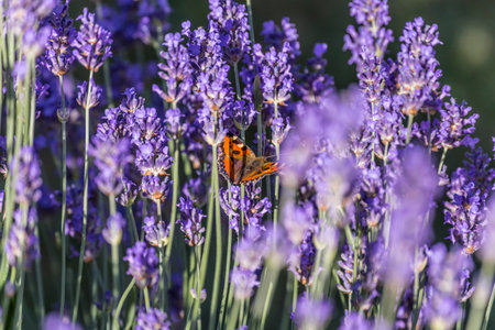 Aglais urticae in the garden on lavender