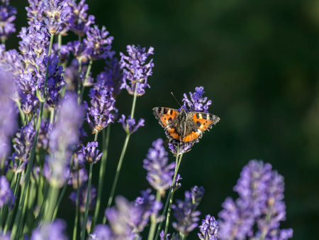 Aglais urticae on lavender