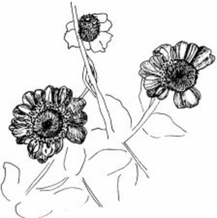 Flowers in Autumnのイラスト素材