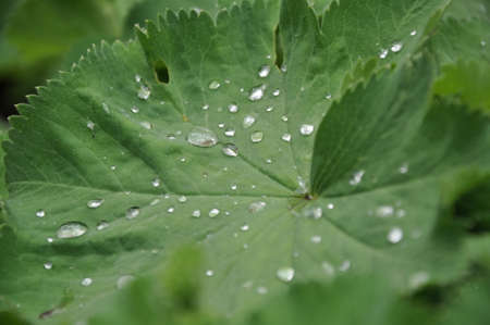 raindrops of leafの写真素材