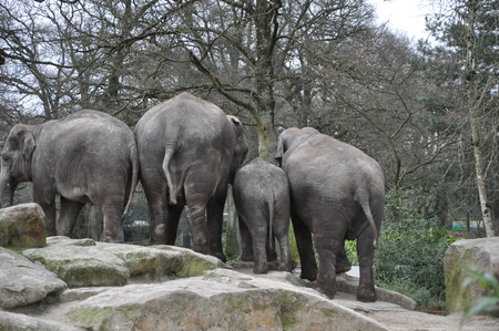 Olifanten familie van de achterkantの写真素材