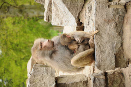 monkey with babyの写真素材