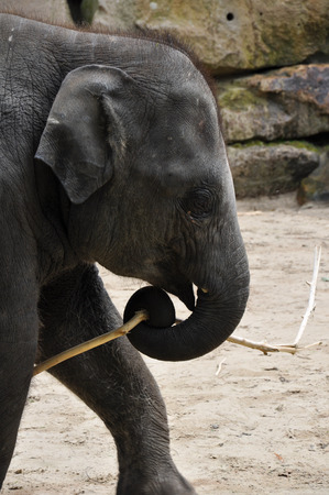 baby elephant holding a stickの写真素材