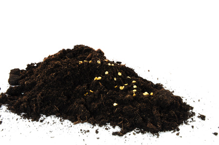 bell pepper seeds in some soilの写真素材