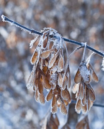 Dry yellowed grass and bushes are covered with snow and frost. In the winter park silence is broken only by a squeak of snow. Very cool.の写真素材