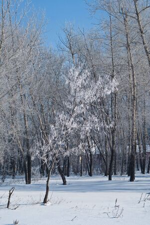 Branches of a tree covered with snow and frost. In the winter park silence is broken only by a squeak of snow. Very cool.の写真素材