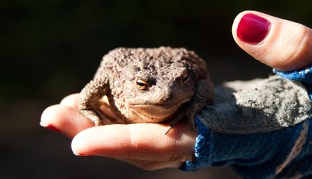 A huge brown toad sits on a young girl's hand. の写真素材