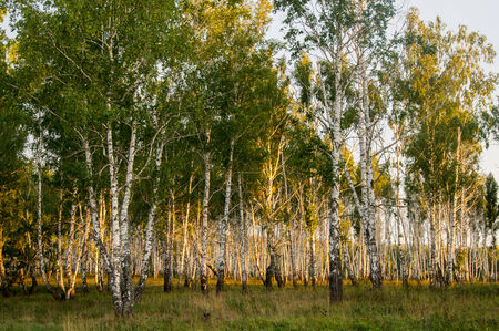birch forest lit by the setting sun. landscapeの写真素材