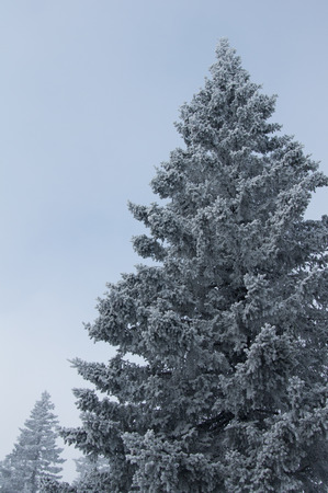snow-covered forest on the slopes of the mountain. winter landscapeの写真素材
