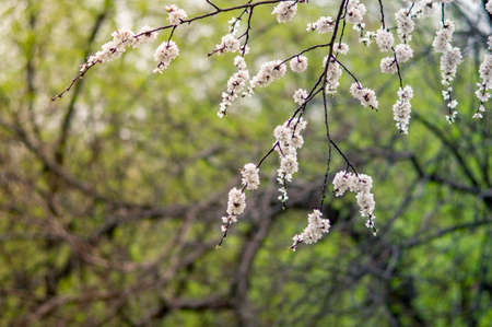 flowers blooming apricot tree on a background of leaves and sky. Macroの写真素材