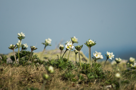 little white flowers growt on top of the mountainの写真素材