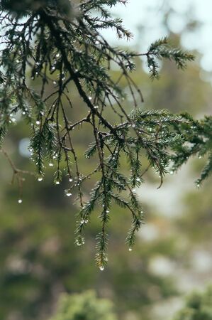 raindrops on the ends of fir branchesの写真素材