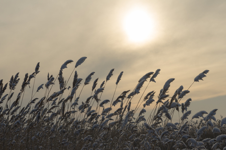 winter landscape at the lakeの写真素材